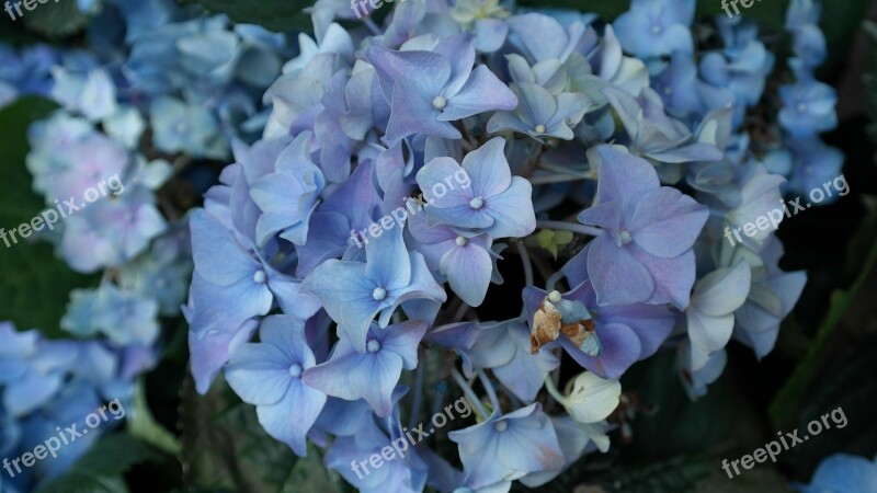 Hydrangeas Flower Hortensis Ornamental Shrub Flowering Plant