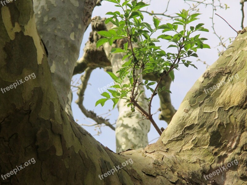 Sycamore Tree Log Bark Boy Shoots