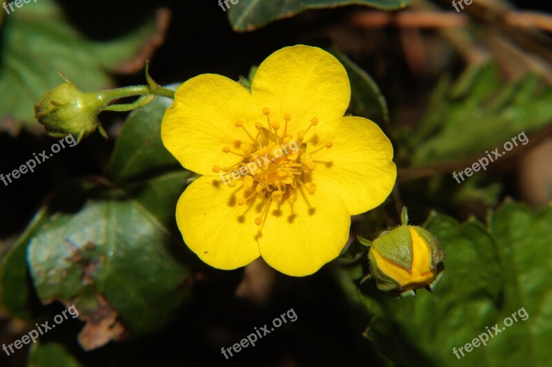 Winter Linge Eranthis Hyemalis Early Bloomer Flower Yellow