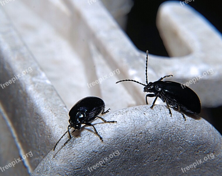 Dung Beetle Trypetes Black Probe Dung Eaters