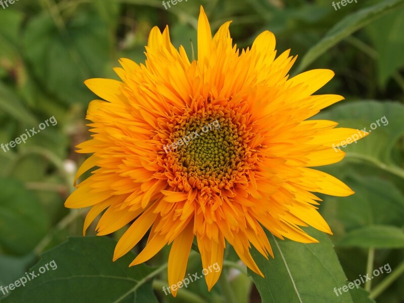 Sunflower Yellow Summer Flowers Yellow Flowers Garden