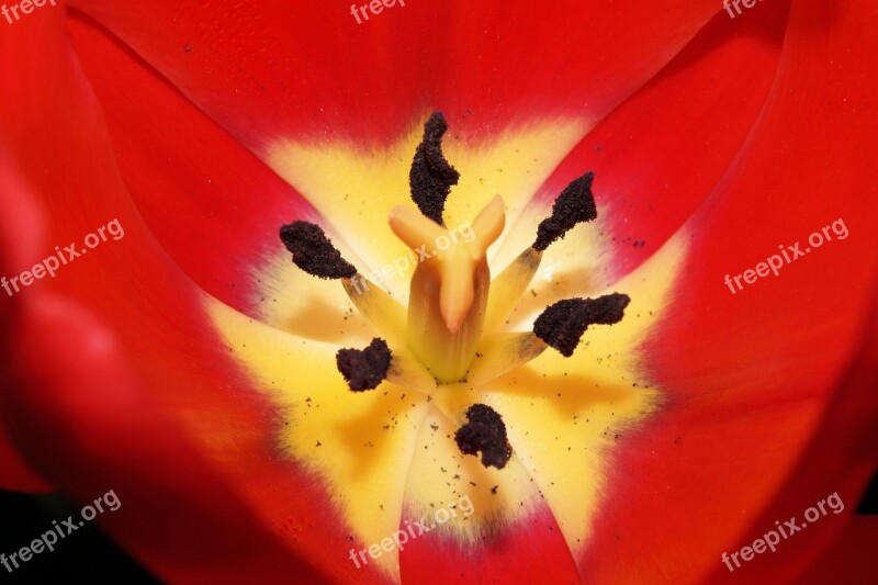 Tulip Flowers Ovary Stamp Pollen