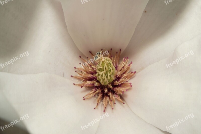 Magnolia Blossom Bloom Spring Beautiful