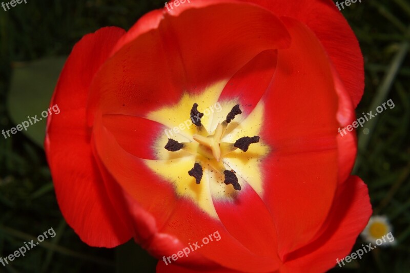 Tulip Flowers Ovary Stamp Pollen