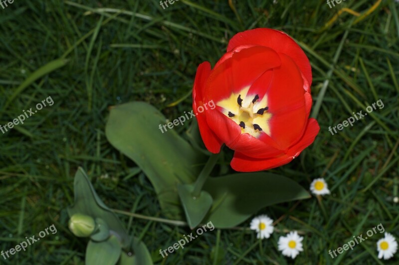 Tulip Flower Lilies Spring Bloom