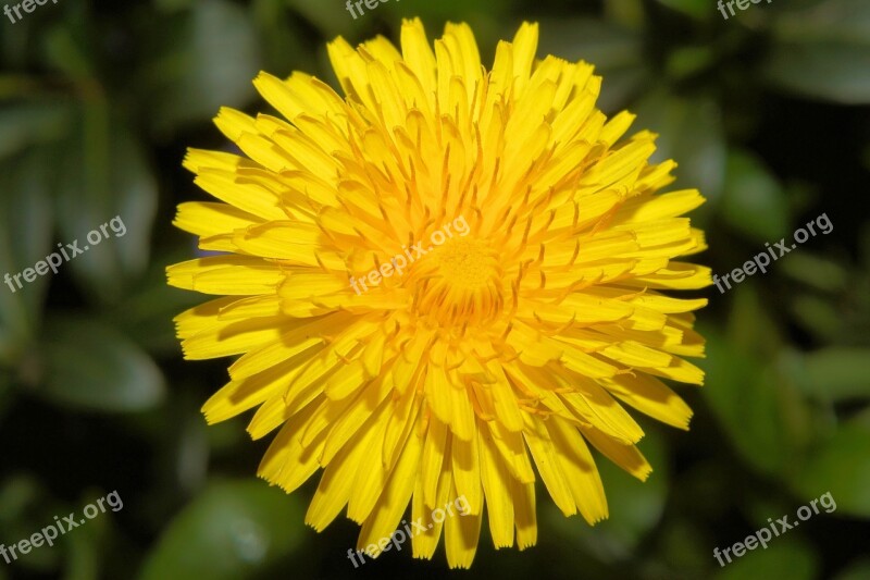 Dandelion Leontodon Milk Herbal Composites Spring