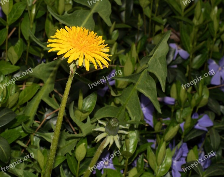 Dandelion Taraxacum Sect Ruderalia Common Dandelion Garden