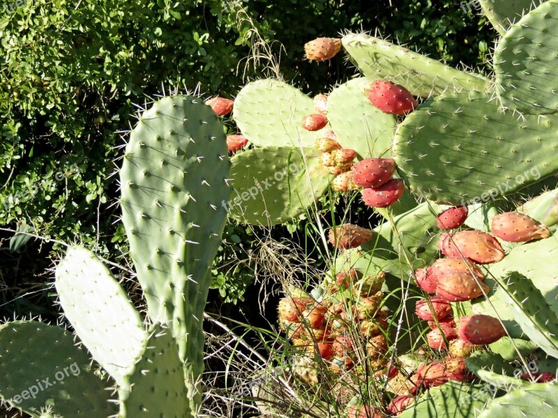 Cactus Summer Fruit Tzabar Barb