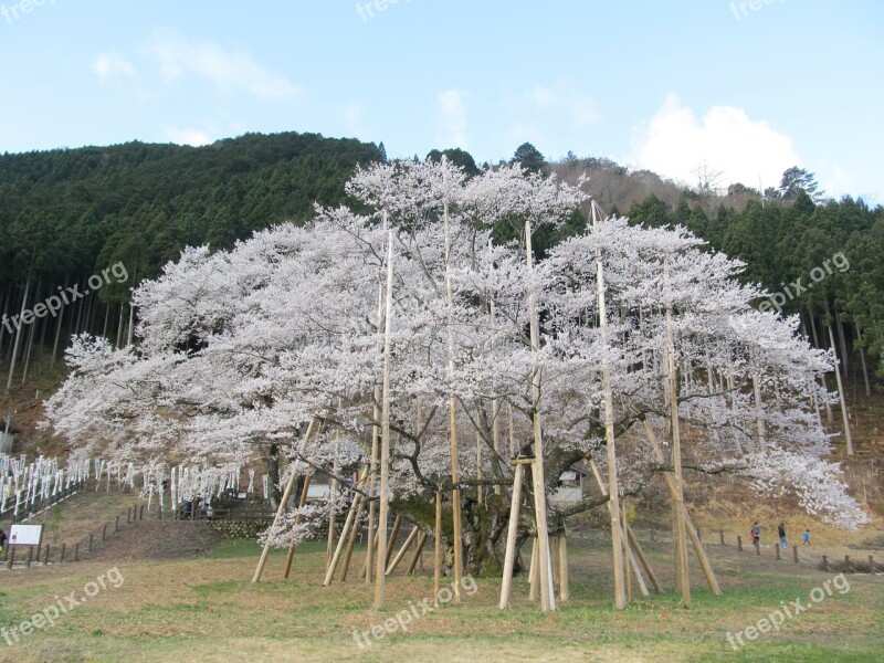 Usuzumi Sakura Tree With More Than 1500 Years Japan Free Photos