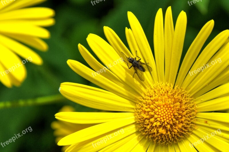 Peucedanum Daisy Flower Perennials Flowers Nature