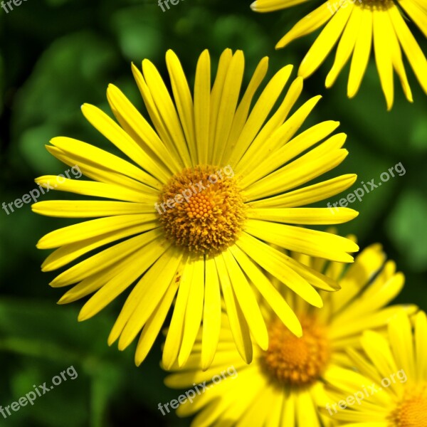 Peucedanum Daisy Flower Perennials Flowers Nature