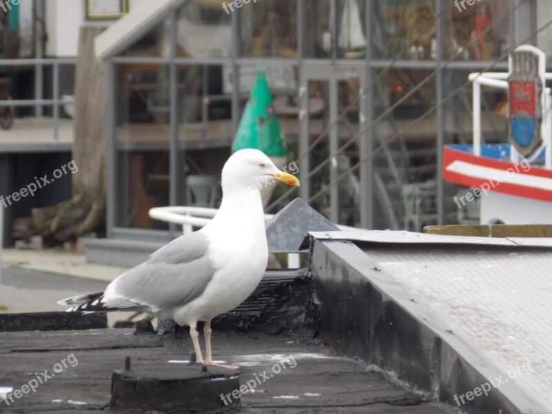 Seagull Bird Port Free Photos