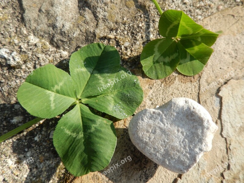 Clover Heart Nature Free Photos