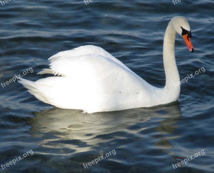 Mute Swan Bird Swan Majestic Plumage