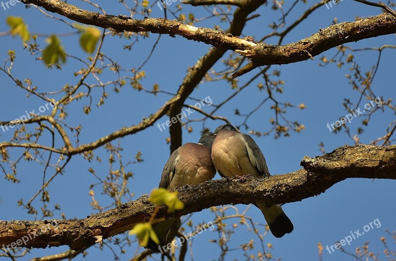 Pigeons Couple Pair Twosome Birds