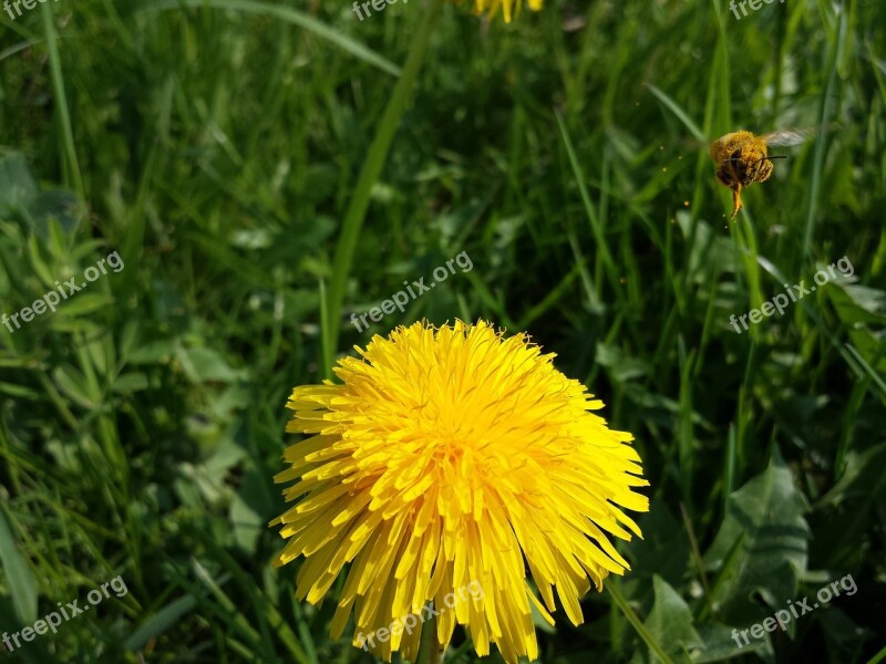 Dandelion Bee Macro Flower Pollen