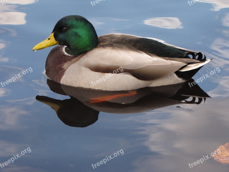 Duck Animal Fowl Water Bird