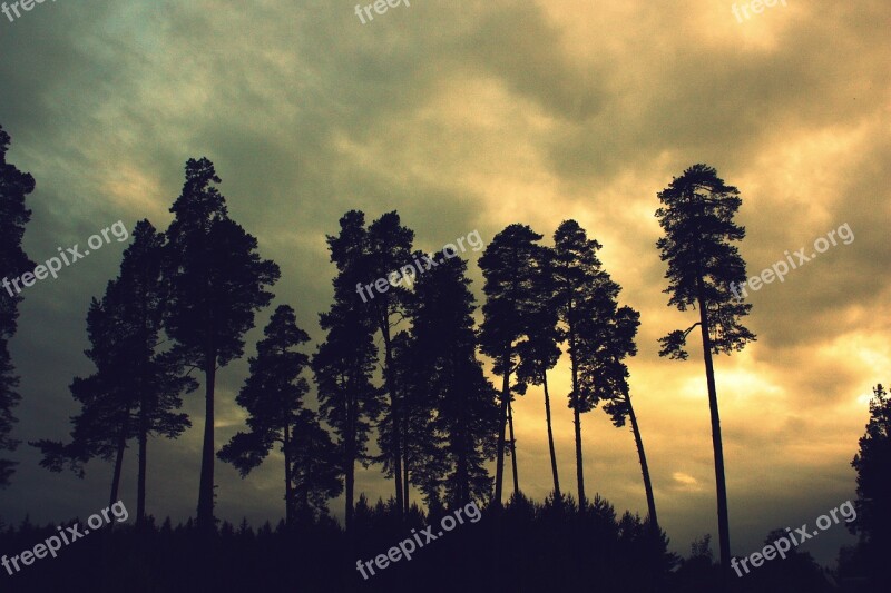 Trees Forest Brown Coniferous Tree Pine