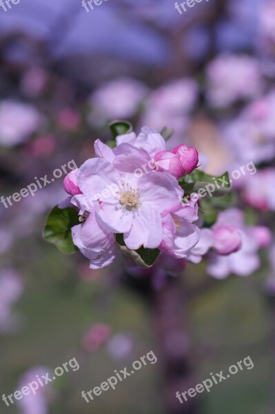 Tree Apricot Blossom Bloom Pink