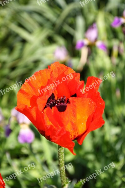 Flower Red Poppy Red Poppy Flowers