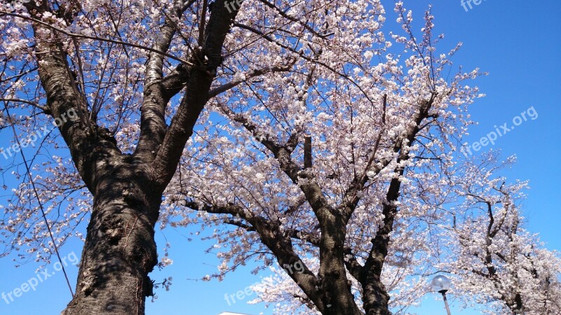 Flowers Cherry Blossoms Landscape Free Photos