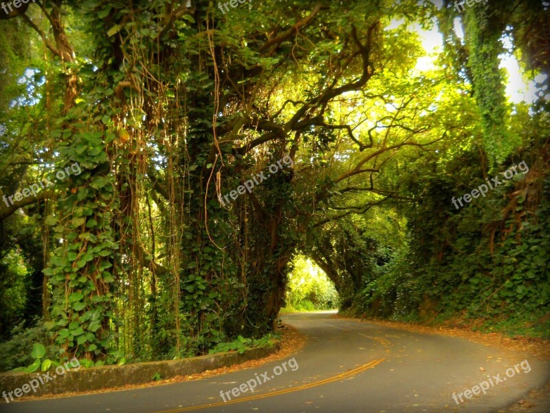 Pali Road Curve Nuuanu Rainforest