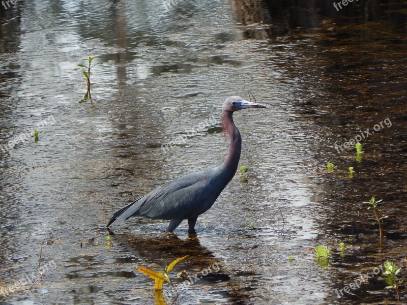 Heron Egret Bird Animal Nature