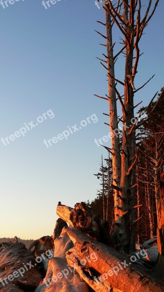 National Park Forest Washington Sunset Trees