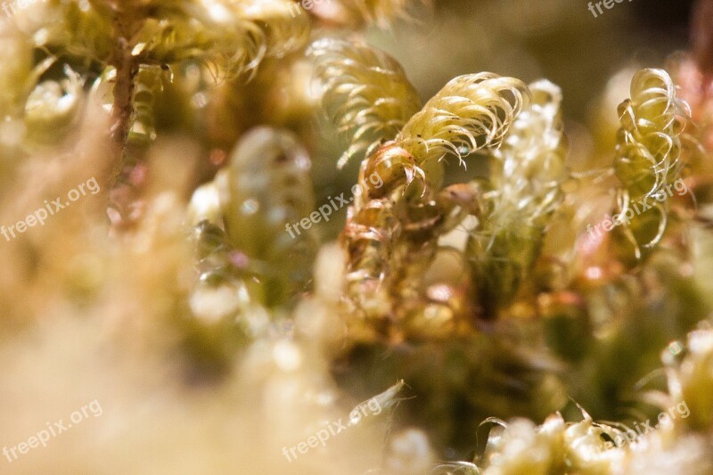 Moss Macro Green Yellow Green Nature