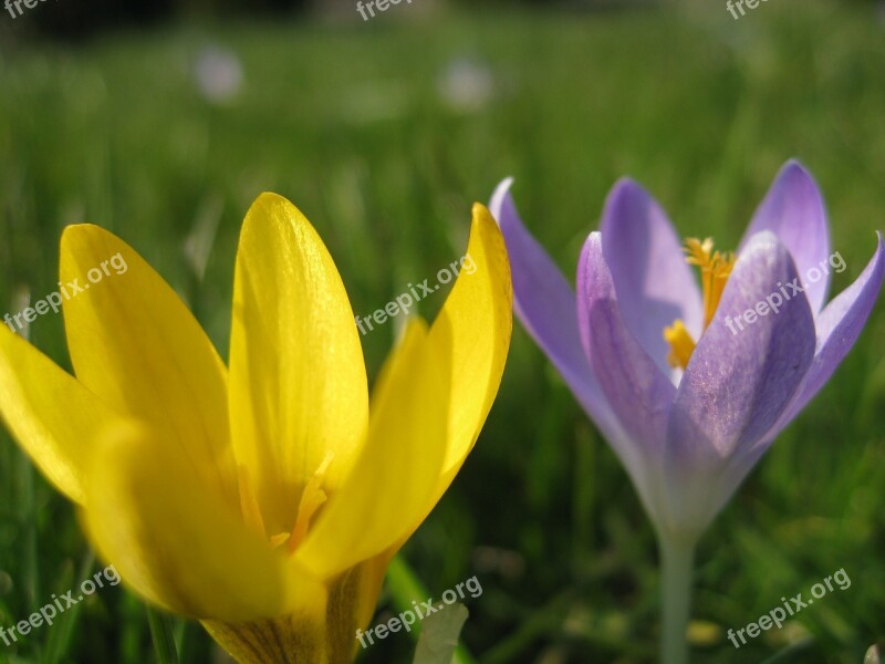 Crocuses Crocus Spring Yellow Flower