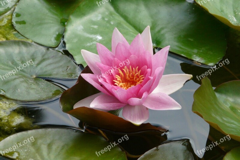 Nuphar Water Lily Blossom Bloom Aquatic Plant