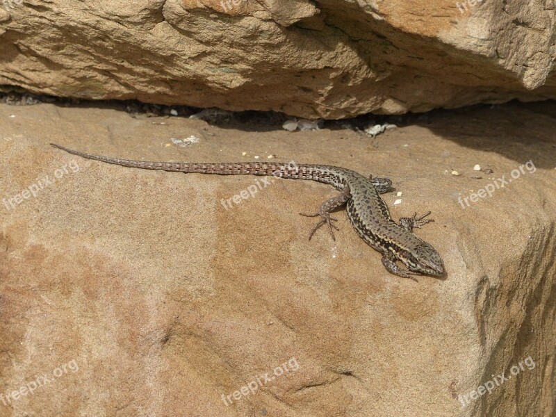 Lizard Animals Nature Reptile Rock