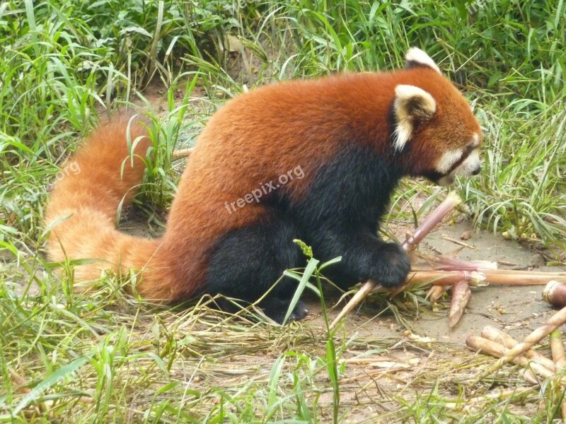 Red Panda Panda Bear Zoo Nature