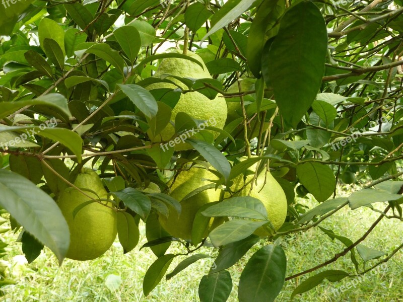 Pears Fruits Green Tree Sheet