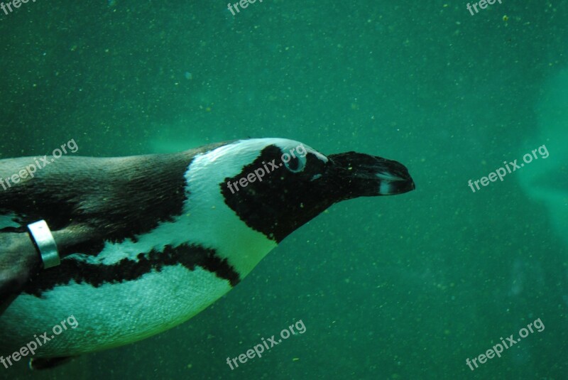 Penguin Penguin Under Water Aquatic Animal Free Photos