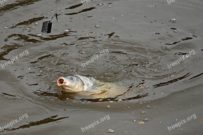 Carp Ledenice South Bohemia Fish Nature