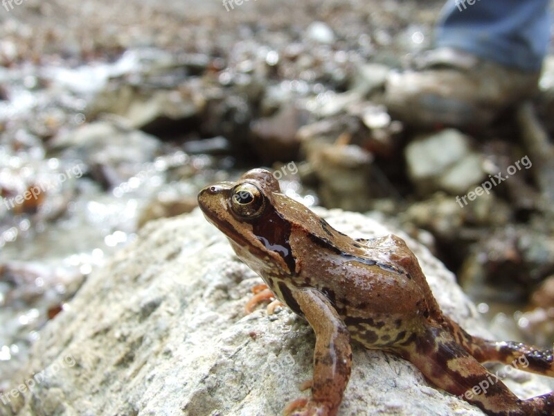 Forest Frog Mátra Mountains Stream Nature Forest