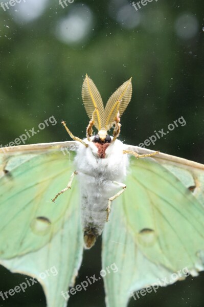 Luna Moth Insect Bugs Flying Green