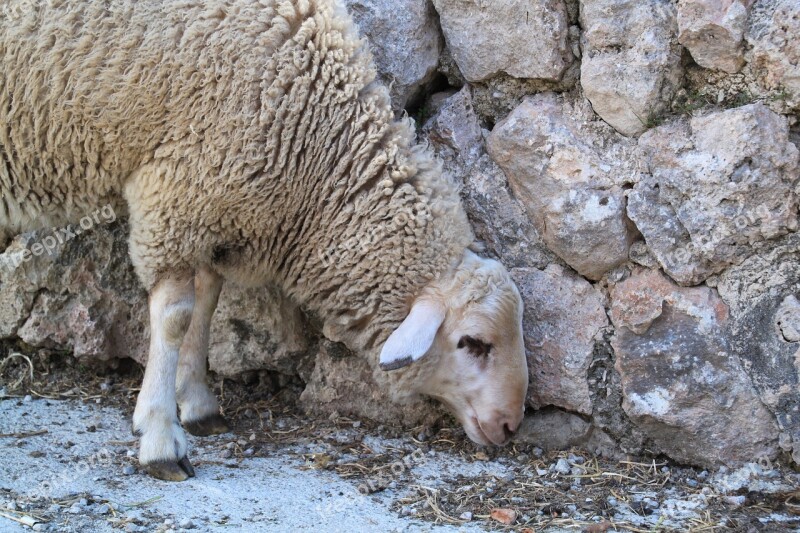 Sheep Wool Animal Head Fur