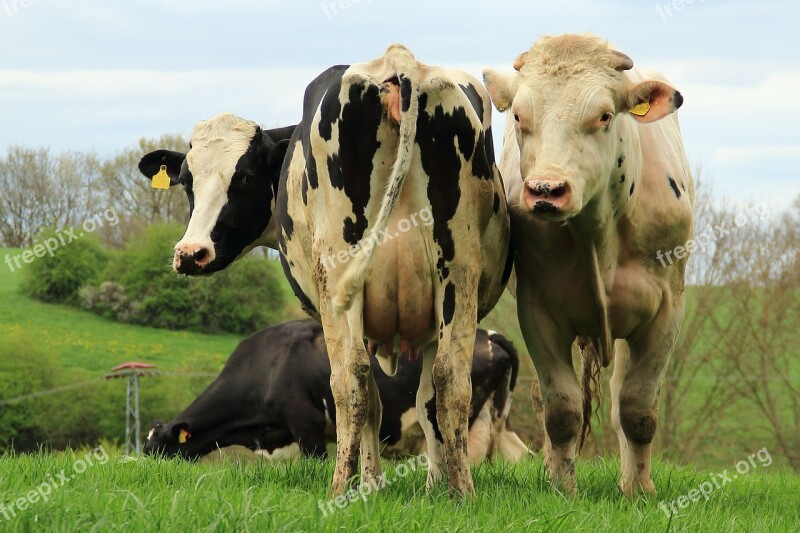 Cows Cattle Agriculture Pasture Pair