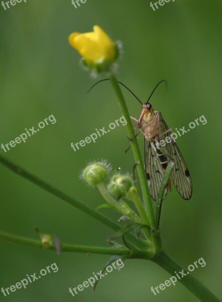 Communis Insect Animal Nature Fly