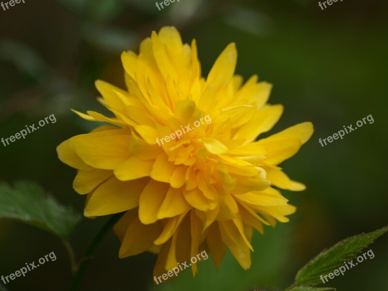 Ranunkel Shrub Ranunculus Flower Ranunculus Yellow Spring