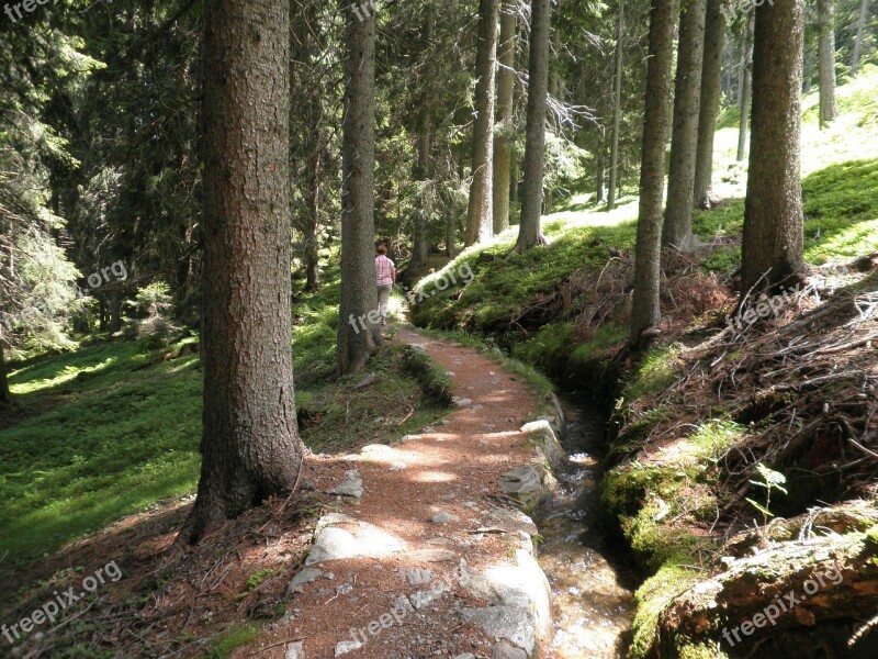 Nature Landscape South Tyrol Forest Away