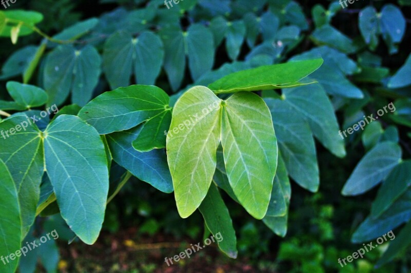 Camel's Foot Tree Leaf Green Shape