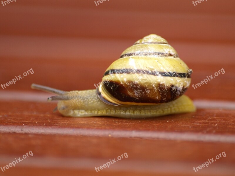 Snail Shell Mollusk Slowly Free Photos