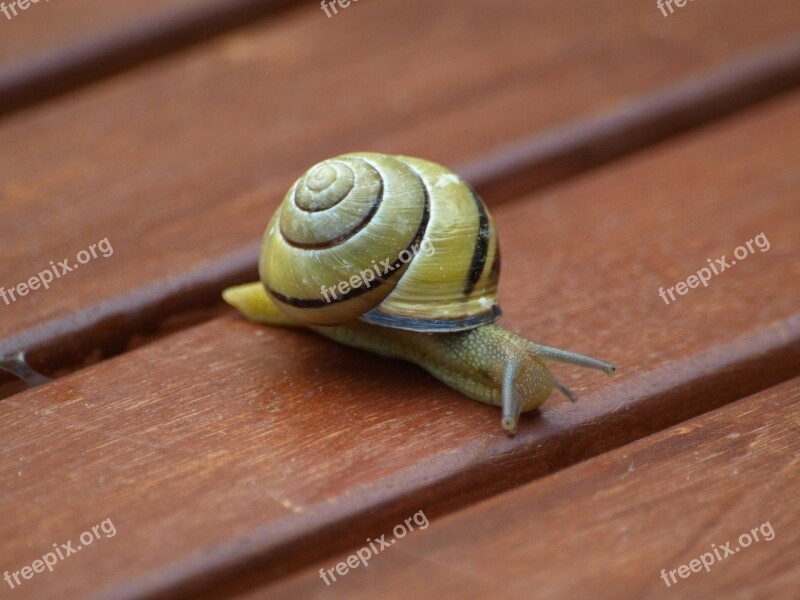 Snail Shell Slowly Mollusk Free Photos