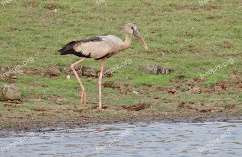 Asian Open Bill Stork Openbill Stork Bird Wader