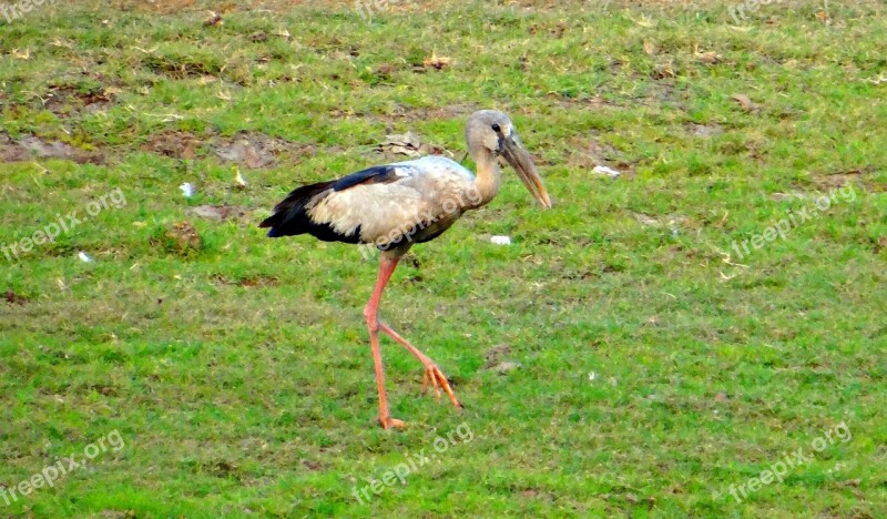 Asian Open Bill Stork Openbill Stork Bird Wader