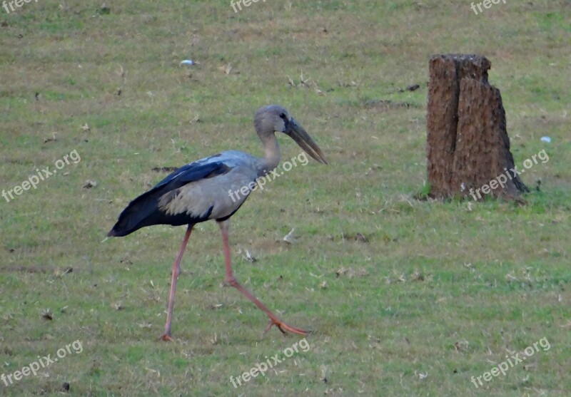 Asian Open Bill Stork Openbill Stork Bird Wader