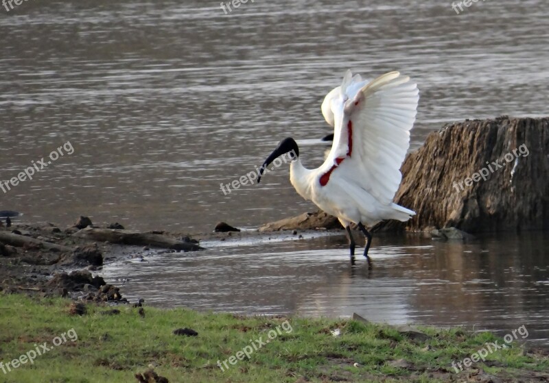 Ibis White Ibis Wading Bird Wader Bird